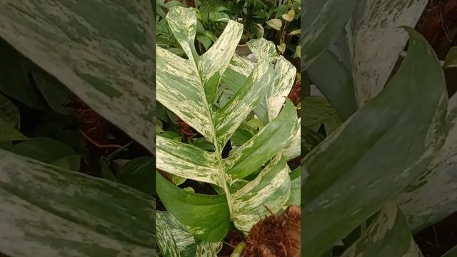 my epipremnum pinnatum marble смотреть онлайн