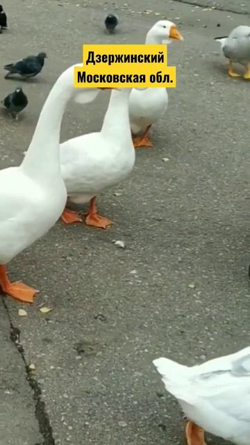 Вот такие Гуси #shorts смотреть онлайн