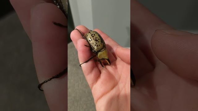 Male Eastern Hercules Beetle (Dynastes tityus) смотреть онлайн