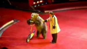 Выступление медведей  в цирке.