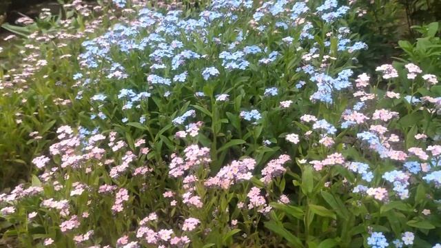 Май - уход за розами. Тюльпаны - поздние сорта. Петунии - начало цветения. Обзор сортов смотреть онлайн