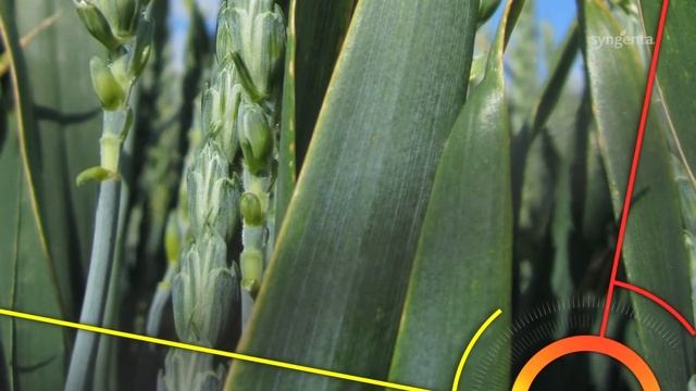 Breeding varieties to combat disease смотреть онлайн