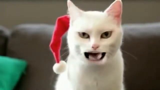 Поющий котик