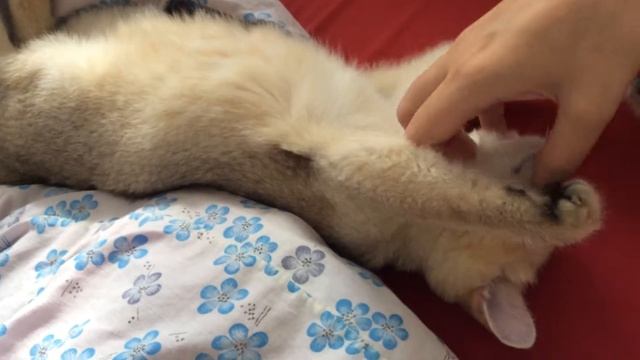 Ласковый кот смотреть онлайн