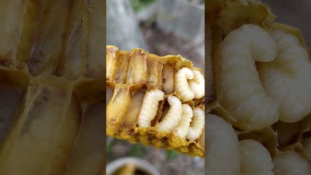 La * varroa * destructor. Il nemico numero uno delle api смотреть онлайн