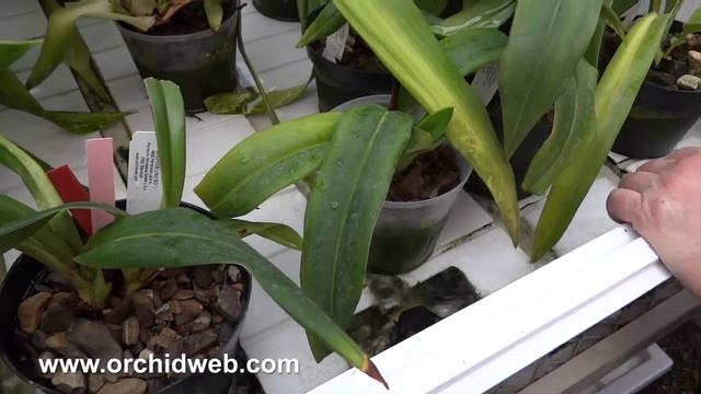 OrchidWeb - Phragmipedium Kovachii