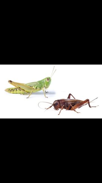 Difference between cricket and grasshopper @DEEPAAJE смотреть онлайн