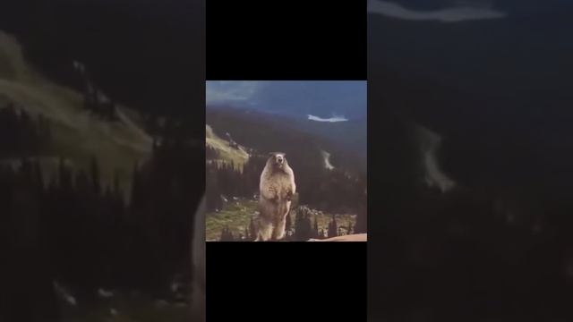 Коапибара или бобёр,сурок? смотреть онлайн