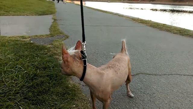 Zorka's cousin смотреть онлайн