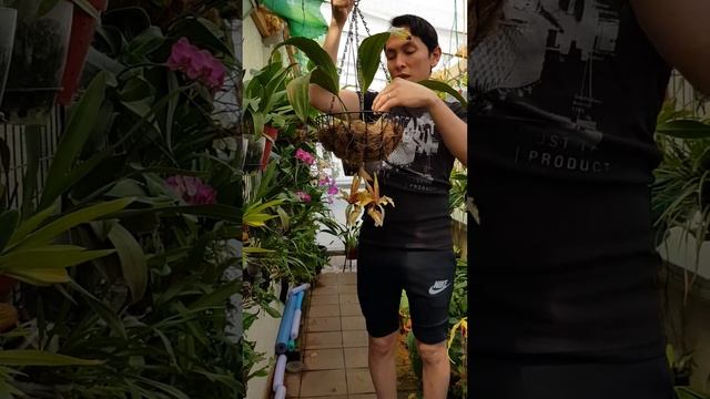 Stanhopea Tigrina-Phragmipedium Humboldtii Fortuna