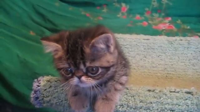 exotic kittens сattery Irlins смотреть онлайн