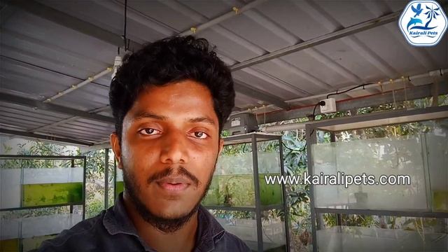 ഫിഷ് ഫാം ലൈസൻസ്/Fish Farm License, Registration Malayalam - Kairali Pets - Guppy, Betta Farm kerala смотреть онлайн