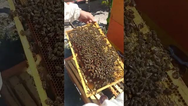 Lufta kundra Varratozes(Varroa Destructor).Si ta mjekojme ate! смотреть онлайн