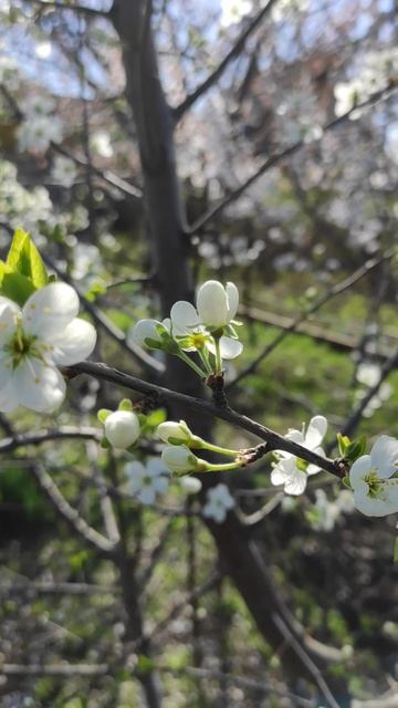цветение сливы смотреть онлайн