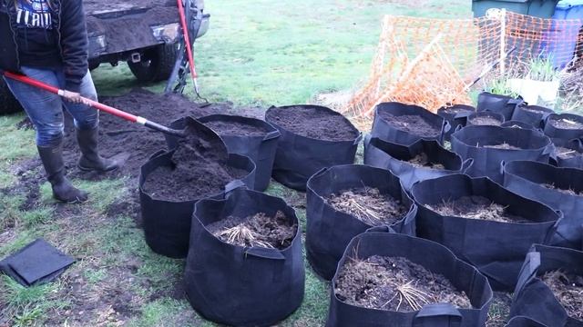 How to plant Asparagus in Containers! смотреть онлайн