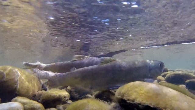 Sockeye Salmon spawning in the Twizel River смотреть онлайн