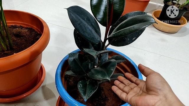 #Chemical free plants #Areca #Rubber plants #Best Air Purifiers #telugu #anusha #plantscare смотреть онлайн