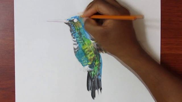 Dibujando un Colibri con Colores смотреть онлайн