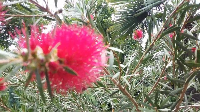 Callistemon. კალისტემონი. смотреть онлайн
