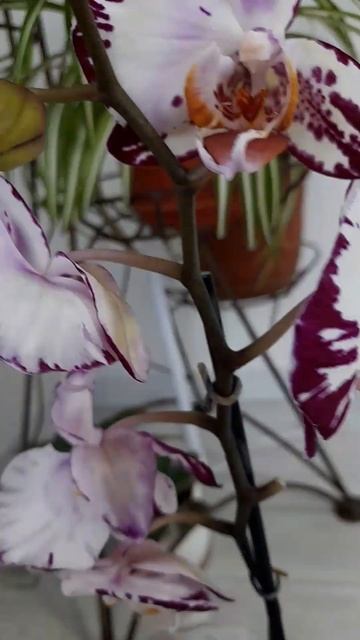 Распаковка новых орхидей, часть 1💖💖💖 Unpacking New Orchids Part 1🌿🌿🌿 смотреть онлайн