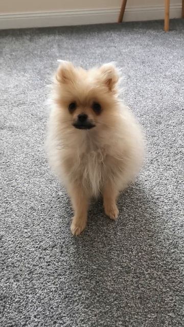 Pumpkin as a sick little puppy pomeranian. He gets so much better 🙏😁 смотреть онлайн