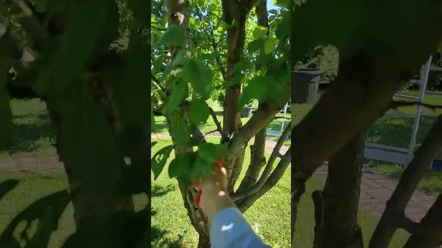 часть 2 обрезка сливы была весной теперь летом чтобы были красивые сливы #слива смотреть онлайн
