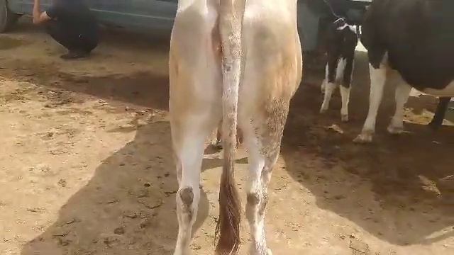 Гов савдо шид нархаш 17500 шид