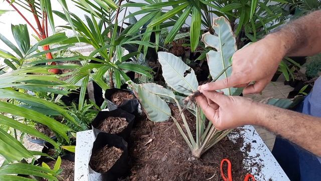 MARANTA ZEBRINA: Como fazer mudas do jeito certo? смотреть онлайн