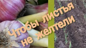 Первая подкормка чеснока для хорошего урожая