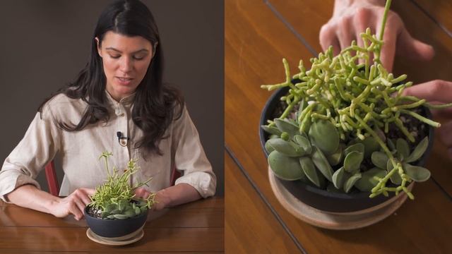 Crassula Cotyledonis Houseplant Care — 40 Of 365