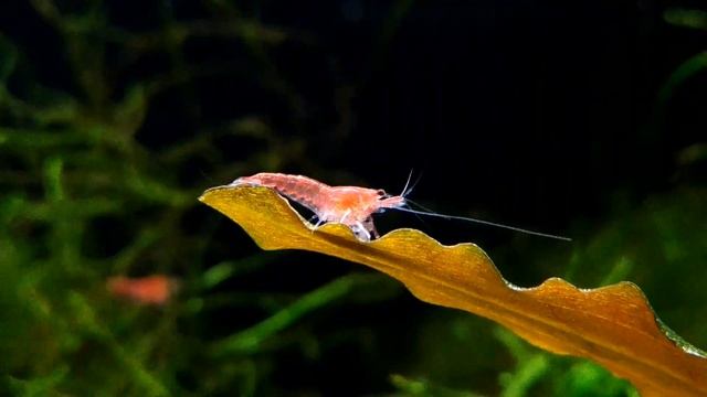 Neocaridina heteropoda - Red sakura shrimp смотреть онлайн