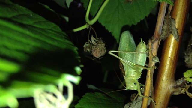 Зелёный кузнечик стрекочет green cricket chirping Tettigonia viridissima смотреть онлайн