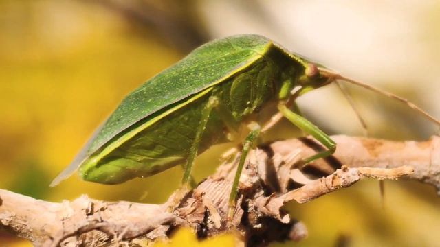 Chinche verde nezara viridula смотреть онлайн