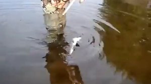 Жерех 4кг Кукри 18гр
