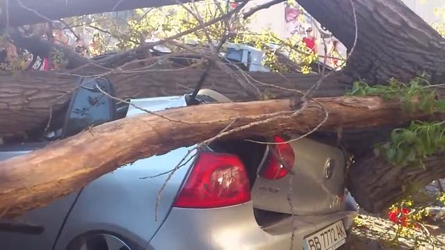Дерево упало на три машины. Луганск смотреть онлайн