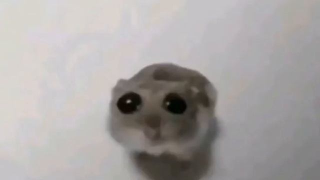 хомяк грустит смотреть онлайн