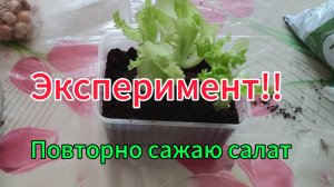 Начинаю эксперимент: повторно сажаю магазинный салат
