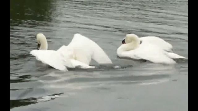 THE SWAN CAMILLE SAINT SAENS смотреть онлайн