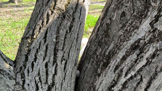 Катюша и цветочки, почти 2 года (2)