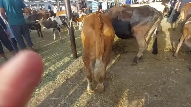 Молбозори Душанбе Нархи Гови ширте " Зоти ва Махали " 9 августа 2023 г. смотреть онлайн