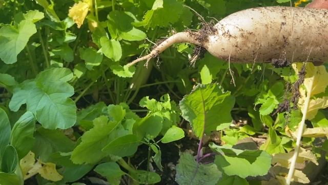 How To Grow and Harvest Daikon Radish | Zone 9 смотреть онлайн