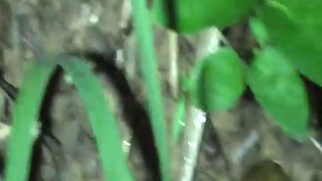 Taiwan Habu foraging смотреть онлайн