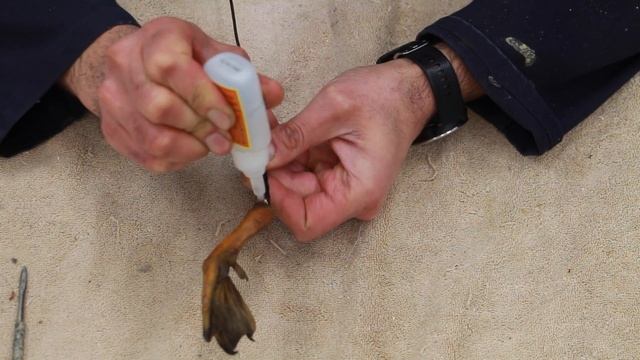 BLACK DUCK Series part 1-6, Injecting & Painting the Feet. Art of Taxidermy. смотреть онлайн