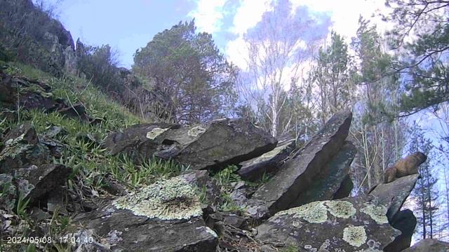 Сурок,09.05.2024 часть 3 смотреть онлайн