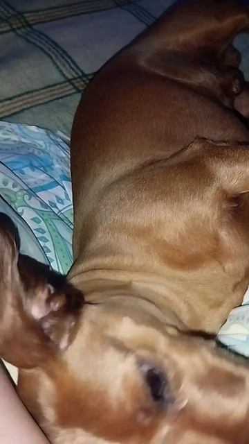 прикольно #врек #видео #shortvideo #любовь #а4 #блогер #собака #dog #девушка #тренды смотреть онлайн