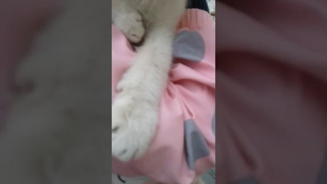 Брадячие кошки снимают видео смотреть онлайн