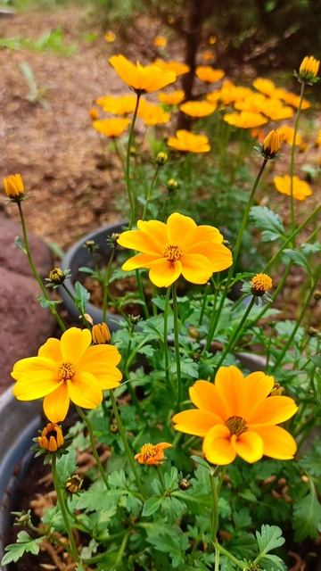 Доброе утро! Песня скворца🔸 смотреть онлайн