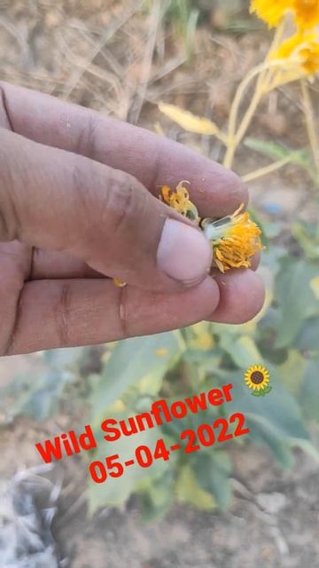 #sunflowers #wild #easytogrowplants #beautiful #flowering #summer #april #2022 смотреть онлайн