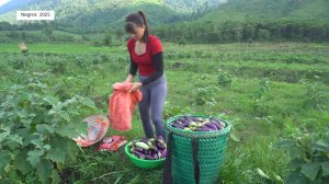 Дорис 13. Дорис собирает баклажаны на ферме