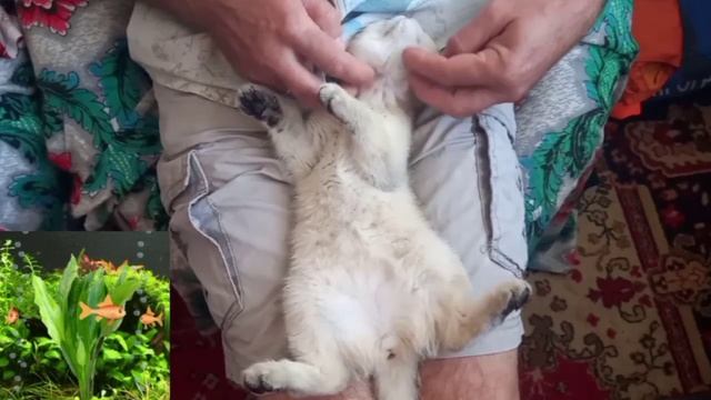 Кошачий релакс смотреть онлайн